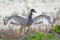 Beach Thick-knee